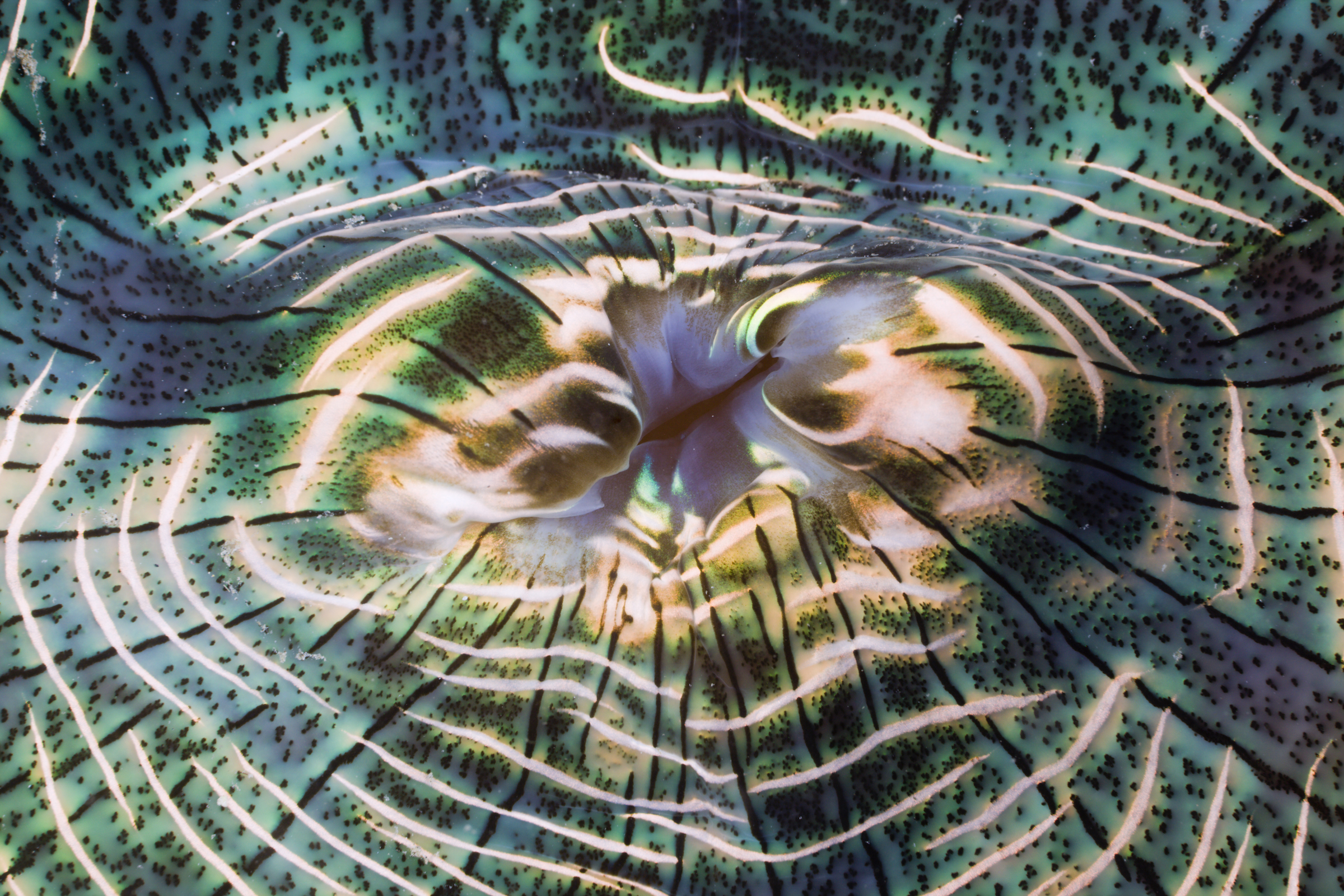 Irisierender Mantel einer Riesen-Muschel, Tridacna Squamosa, Mikronesien, Palau | Iridescent Mantle of Giant Clam, Tridacna Squamosa, Micronesia, Palau