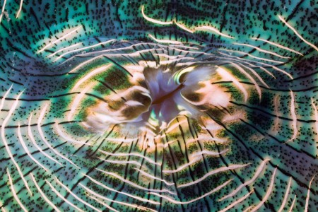 Irisierender Mantel einer Riesen-Muschel, Tridacna Squamosa, Mikronesien, Palau | Iridescent Mantle of Giant Clam, Tridacna Squamosa, Micronesia, Palau