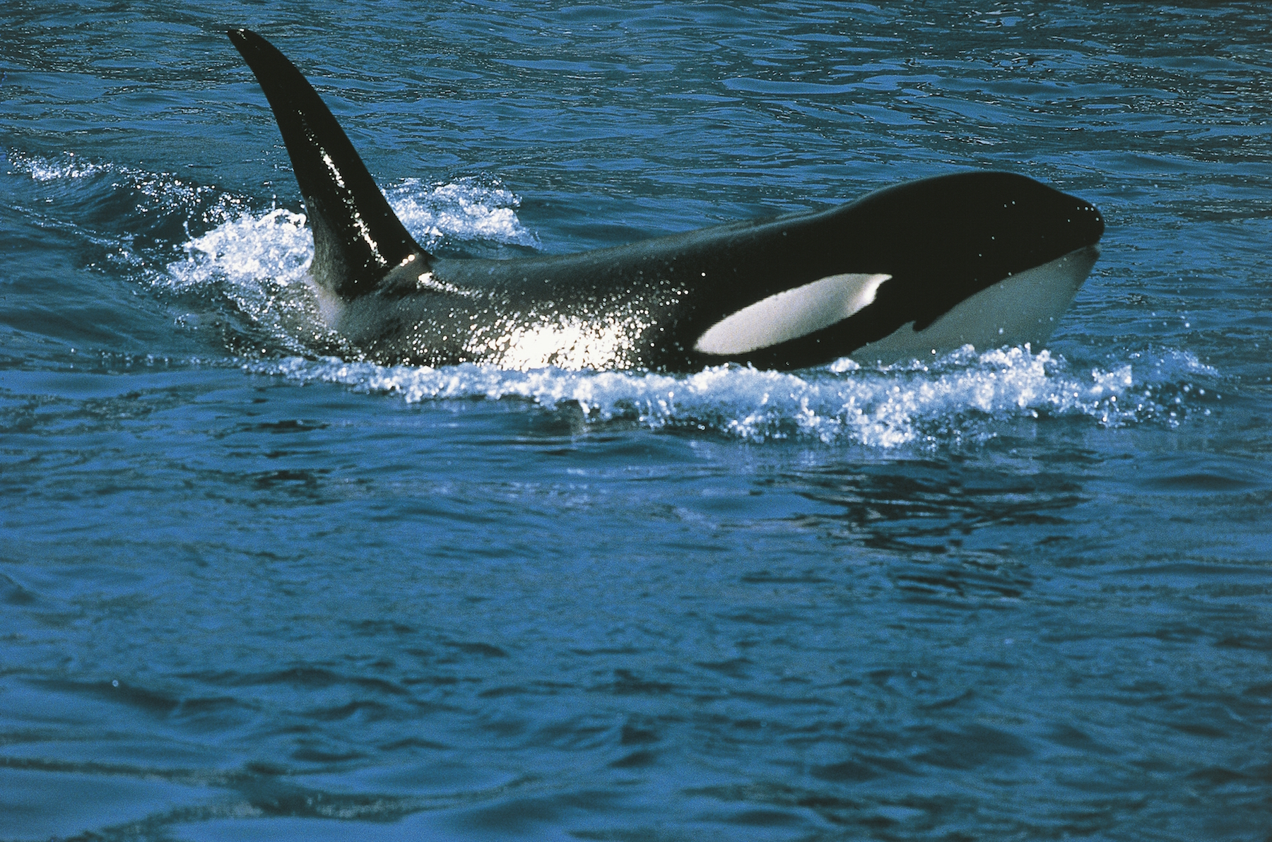whales