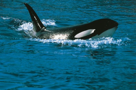 whales