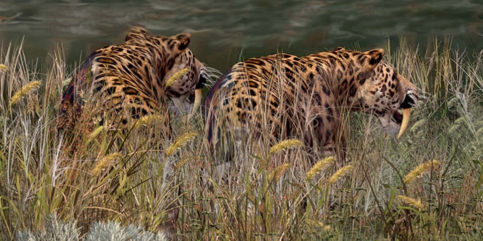 Sabre-Toothed Cat