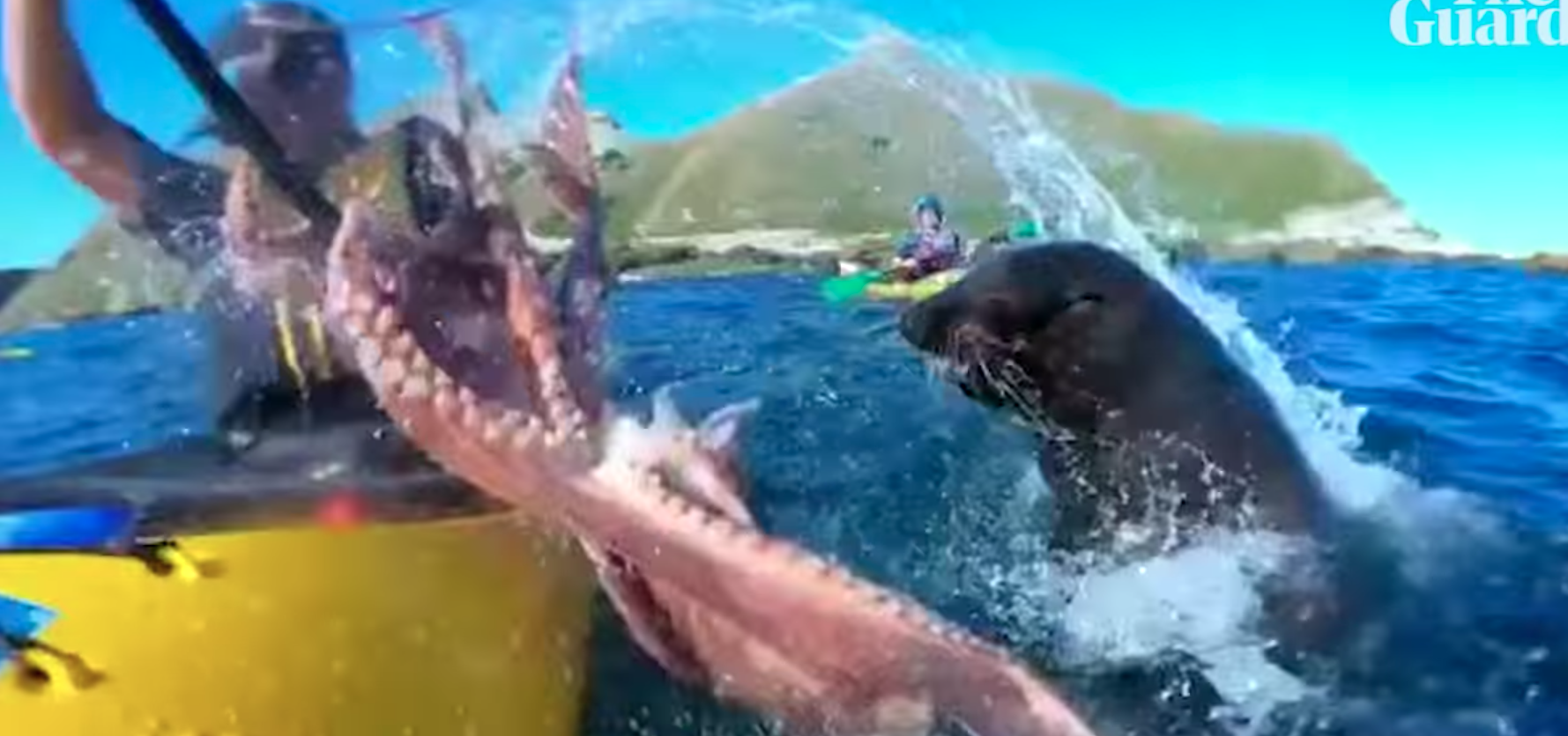 octopus