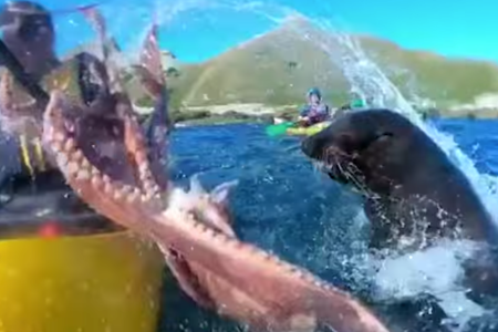 octopus