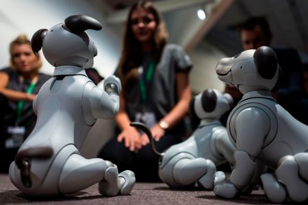 A hostess plays with fourth generation ERS-1000 "Aibo" robotic pets at the Sony stand during a preview day of the IFA. The Aibo will reach the US market this week. (Photo by JOHN MACDOUGALL/AFP/Getty Images)