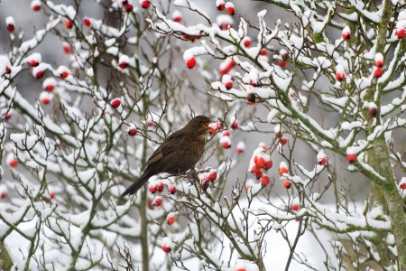 A blackbird picks a rosehip from a snow-covered shrub on January 5, 2017 in Dresden, eastern Germany. Drunk birds in Gilbert, Minnesota have been feeding off fermented berries and causing damage. (Photo by ARNO BURGI/AFP/Getty Images)