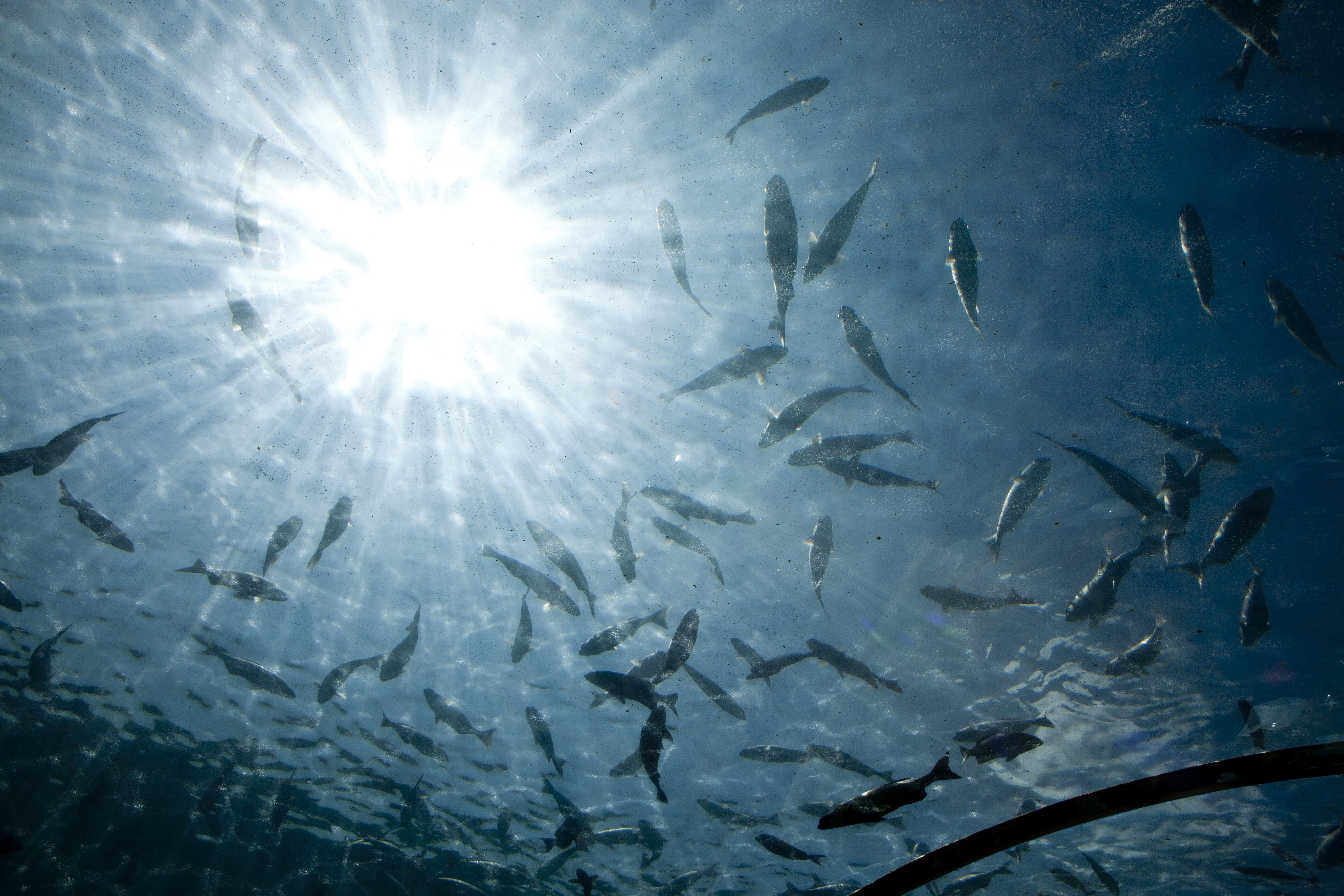 underwater restaurant
