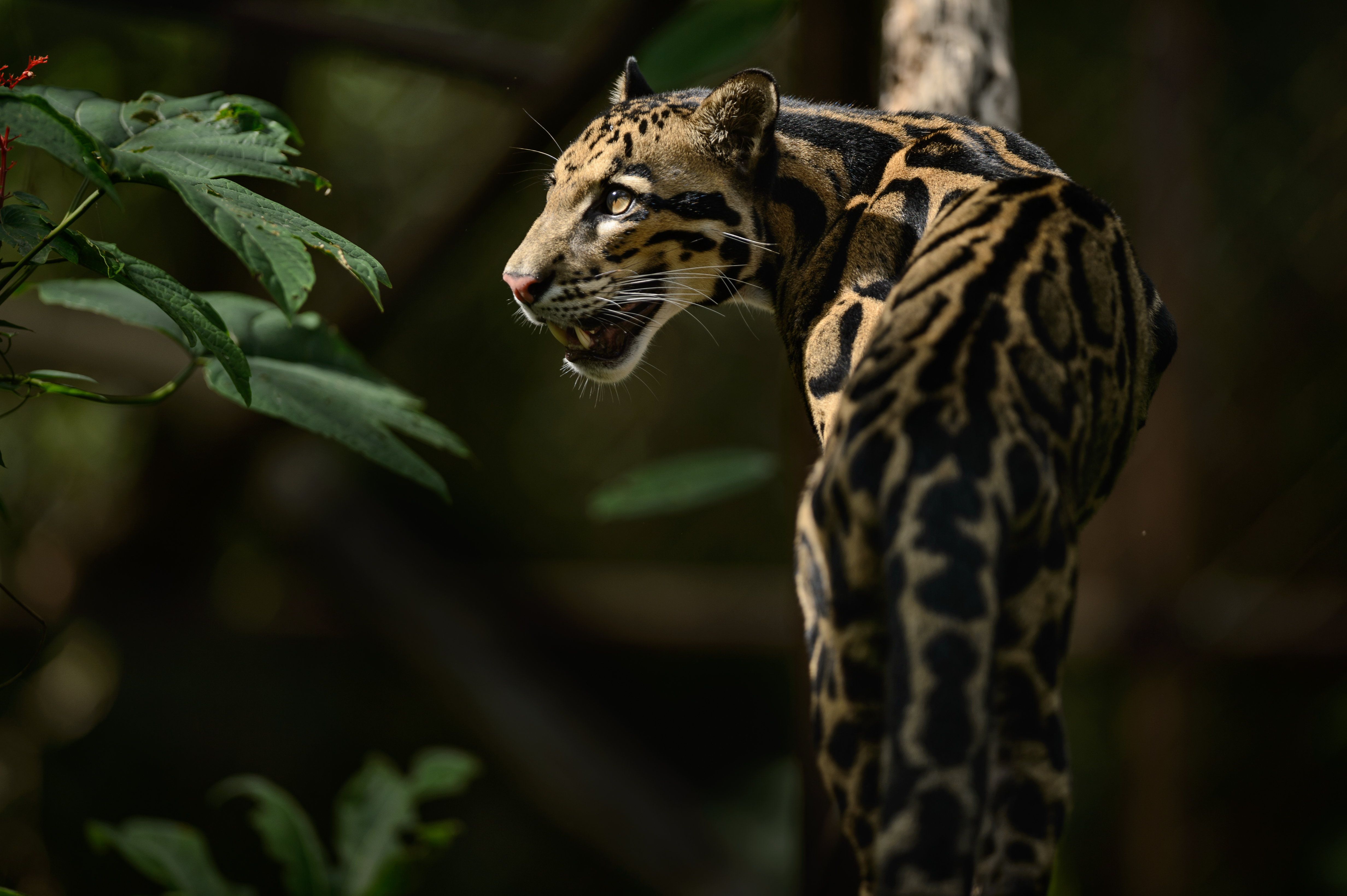 Animals