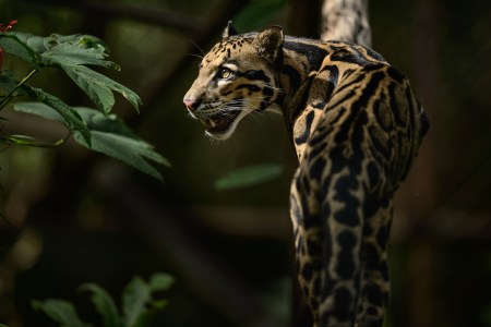 Animals