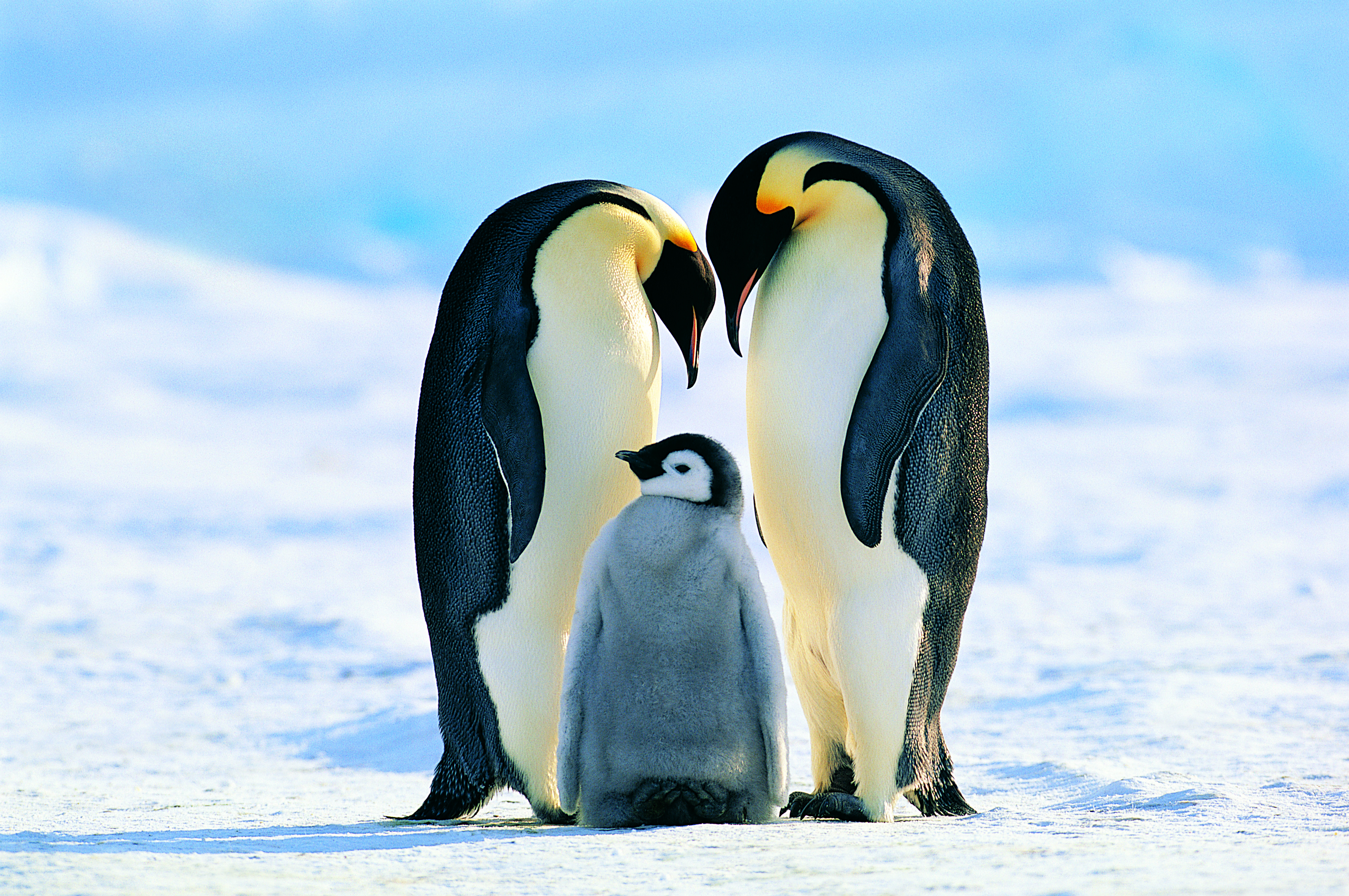 penguin
