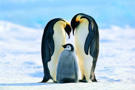 penguin