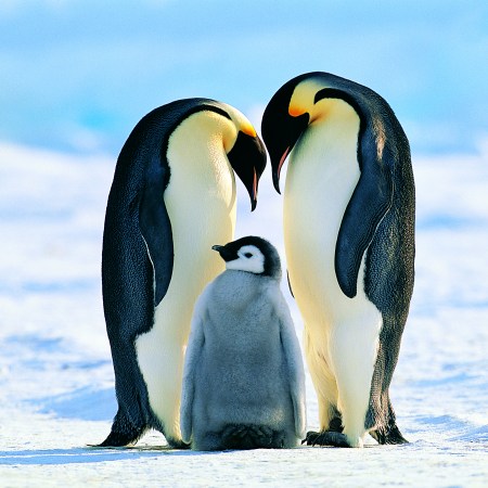 penguin