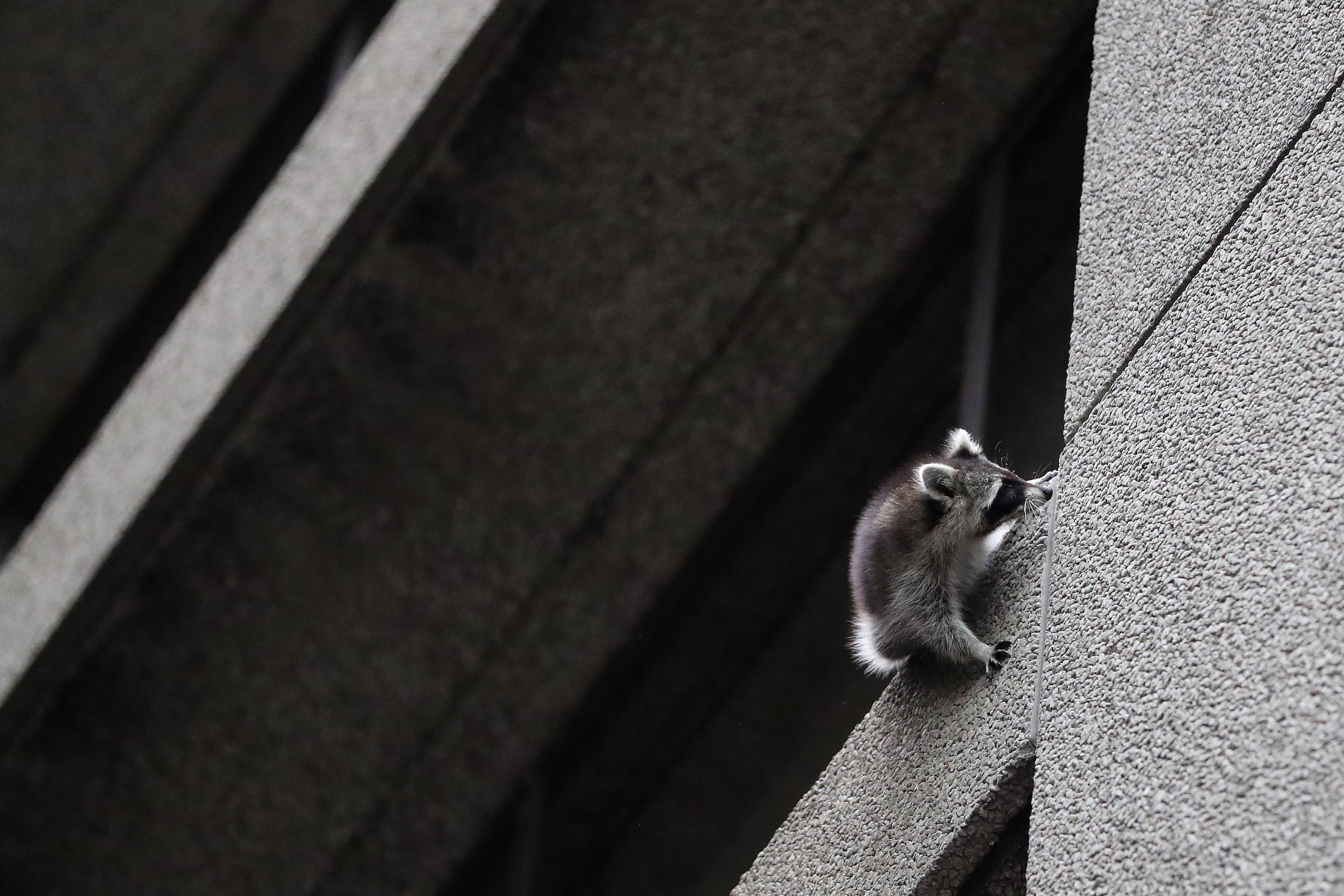 A raccoon is stranded on a fourth floor ledge on the Toronto Star building at One Yonge Street. The ledge is at a 45 degree angle. at  in Toronto. Toronto is engaged in a years-long, playful war against its raccoons. (Steve Russell/Toronto Star via Getty Images)