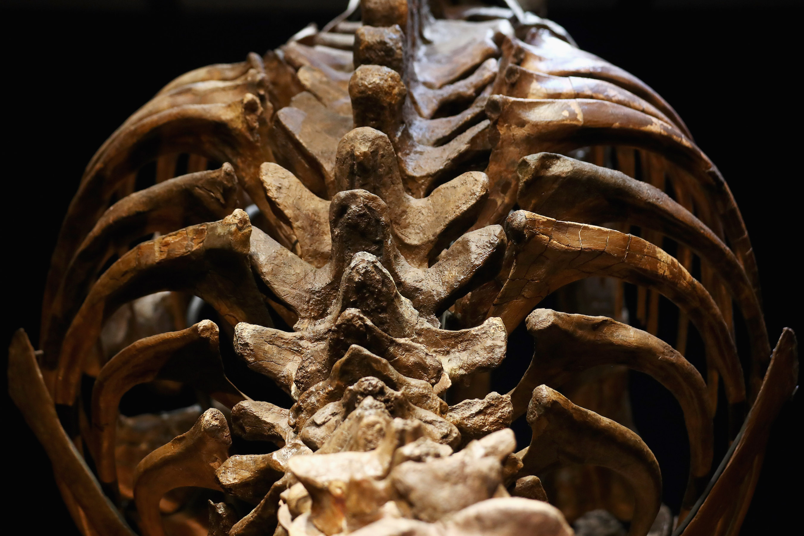 A general view of Trix the female the T-Rex exhibition at the Naturalis or Natural History Museum of Leiden on October 17, 2016 in Leiden, Netherlands. An earlier tyrannosaur, the Dynamoterror, was recently announced after its fossils were found in New Mexico in 2012. (Photo by Dean Mouhtaropoulos/Getty Images)