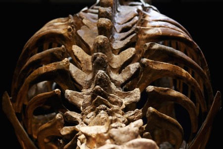 A general view of Trix the female the T-Rex exhibition at the Naturalis or Natural History Museum of Leiden on October 17, 2016 in Leiden, Netherlands. An earlier tyrannosaur, the Dynamoterror, was recently announced after its fossils were found in New Mexico in 2012. (Photo by Dean Mouhtaropoulos/Getty Images)