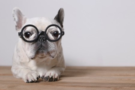smart dogs