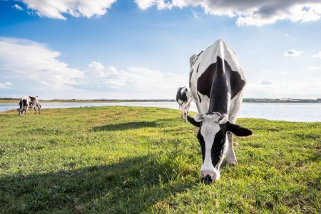 Cow