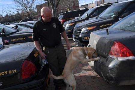 pot-sniffing dog