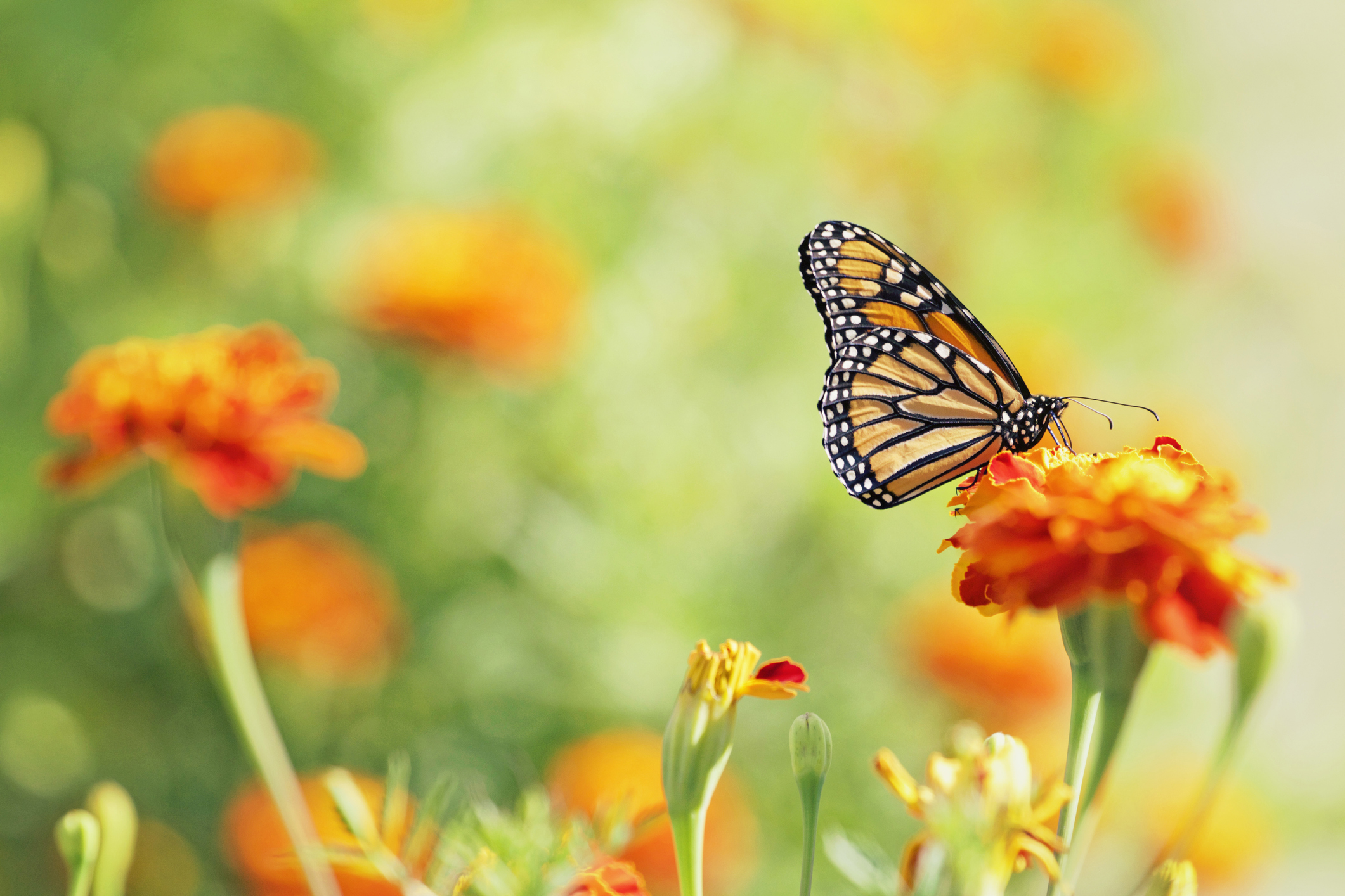 butterfly sanctuary