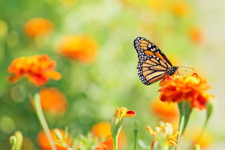 butterfly sanctuary