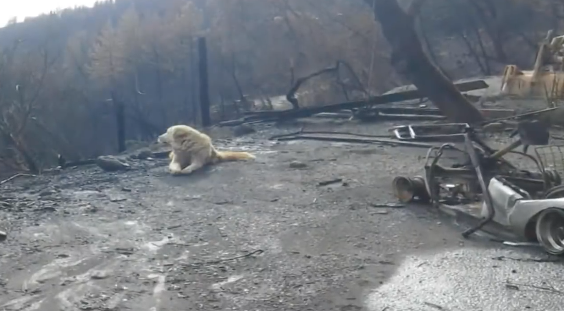 fire dog