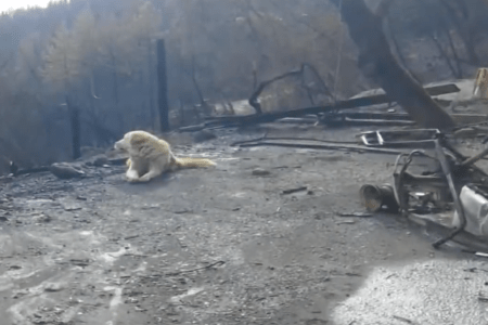 fire dog