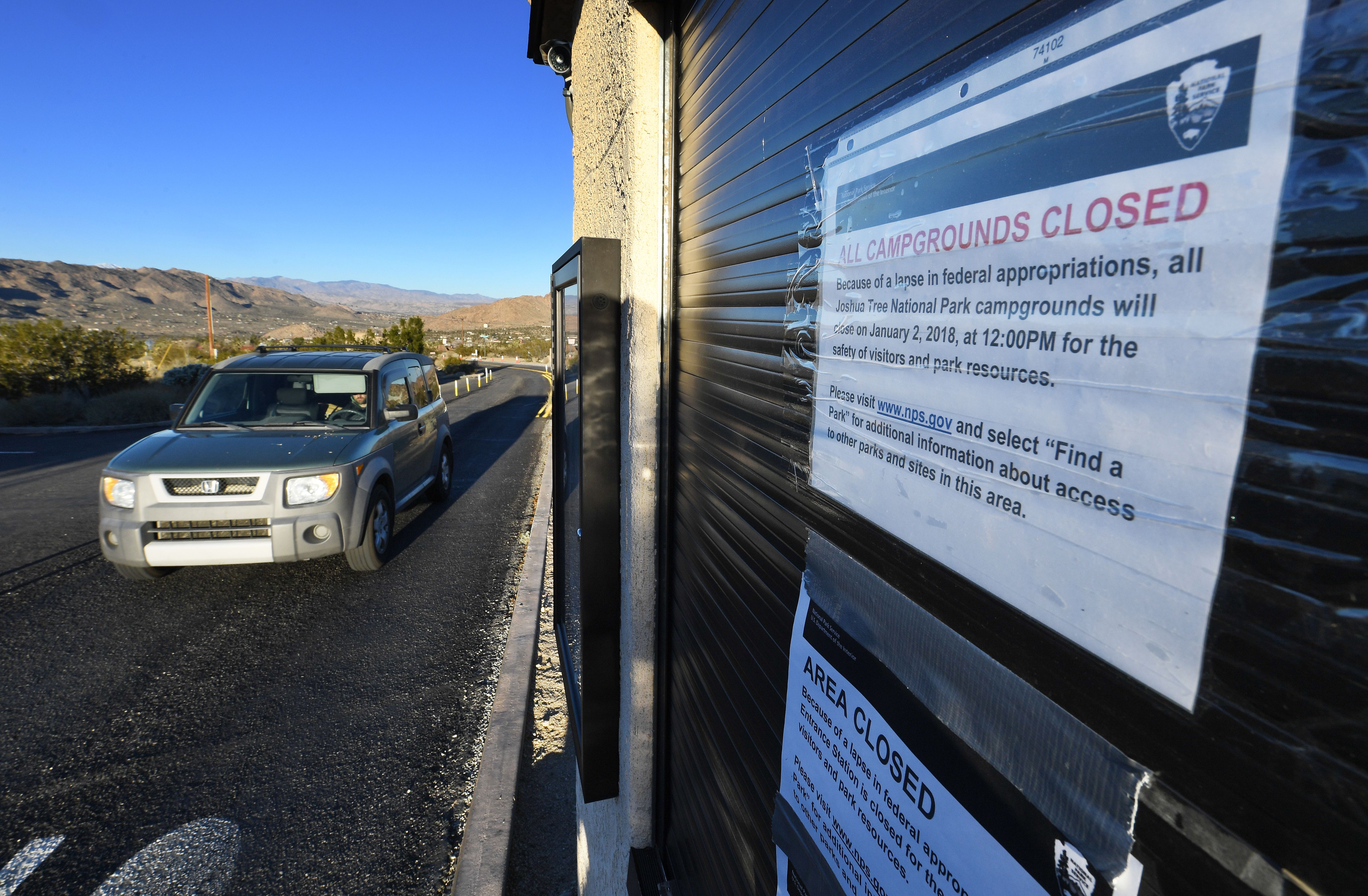 Joshua tree close