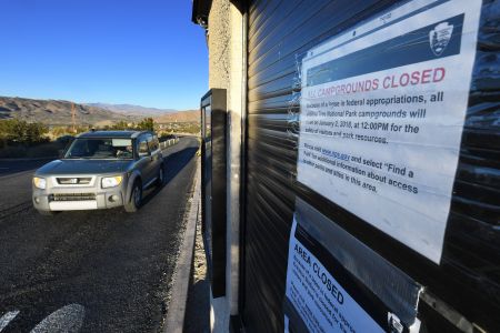 Joshua tree close