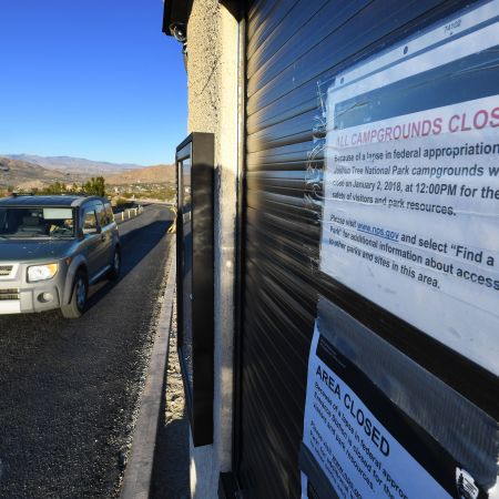 Joshua tree close