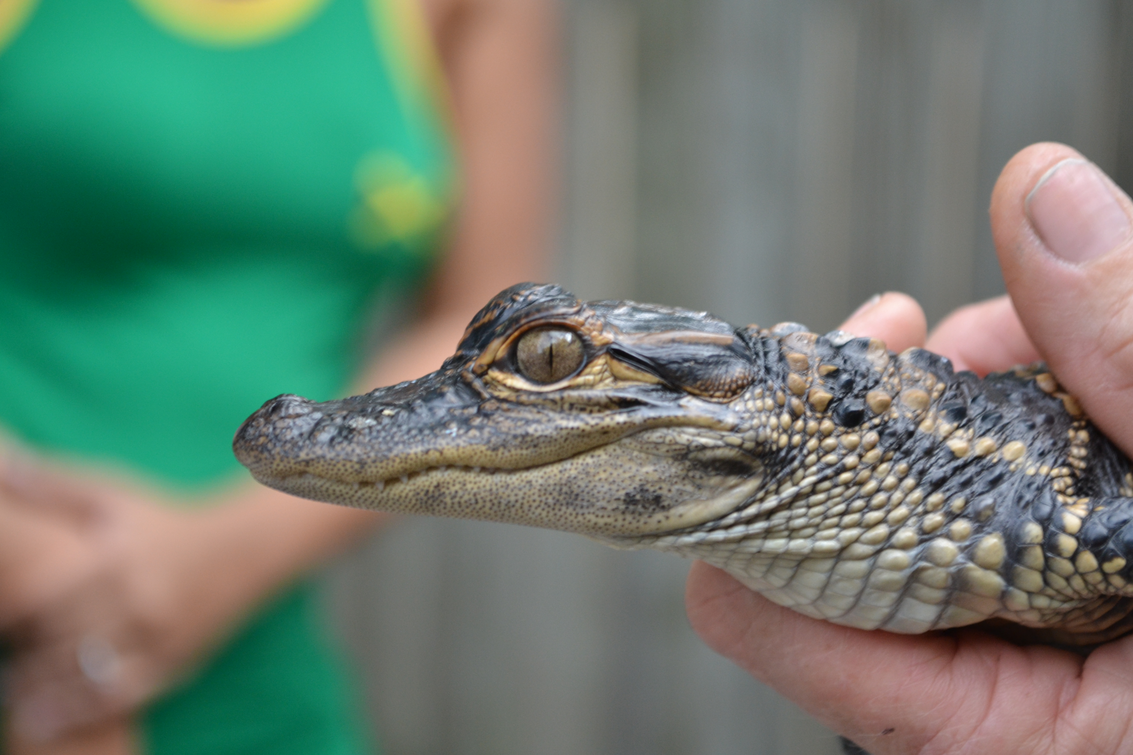 Emotional support alligator