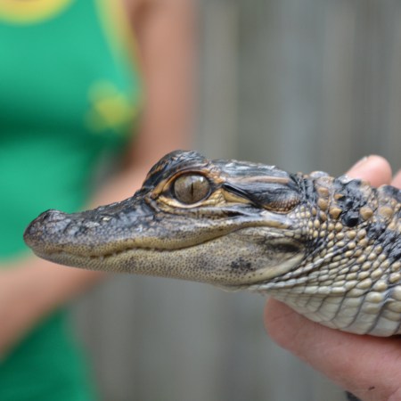 Emotional support alligator