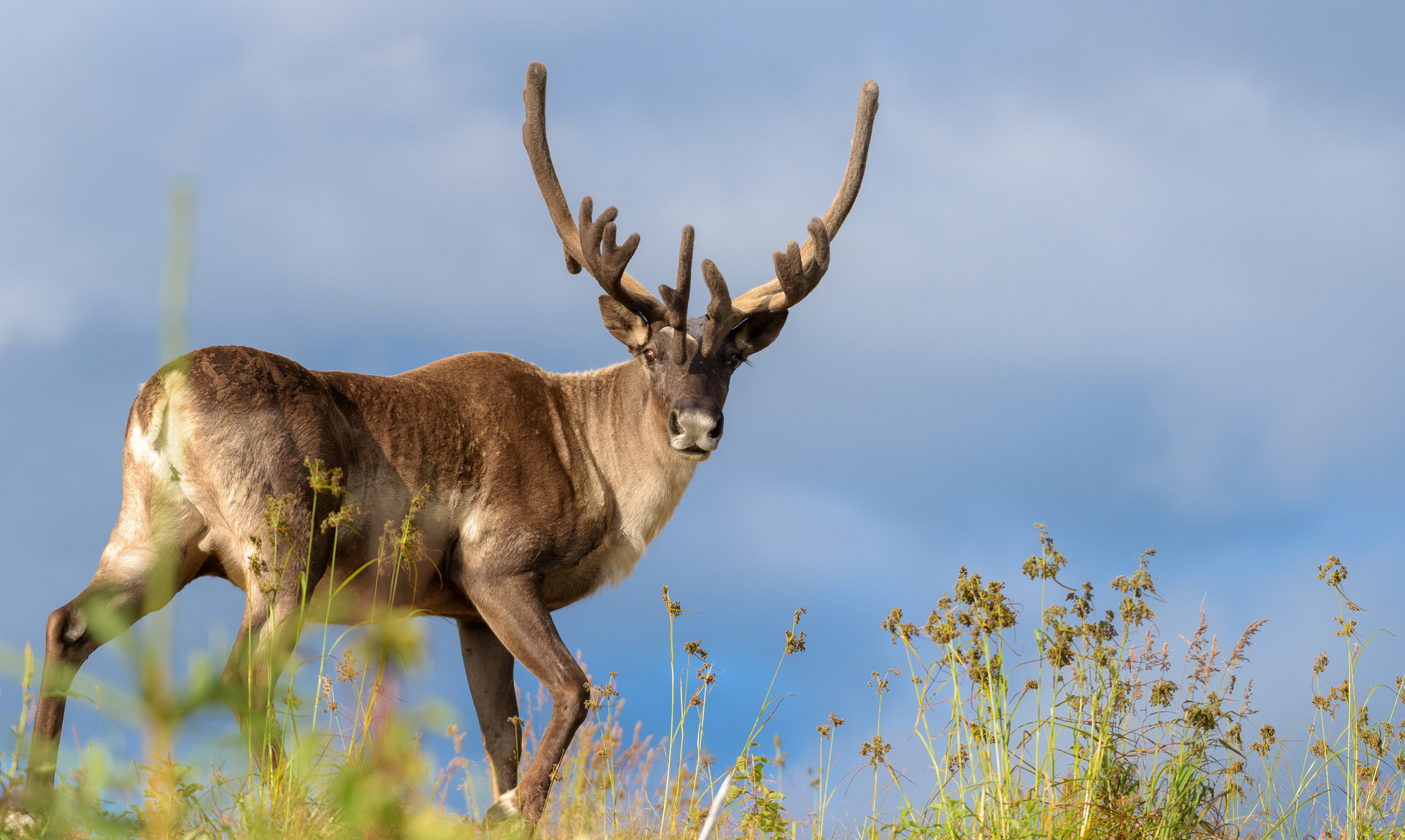 caribou