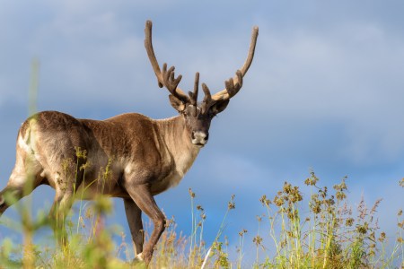caribou