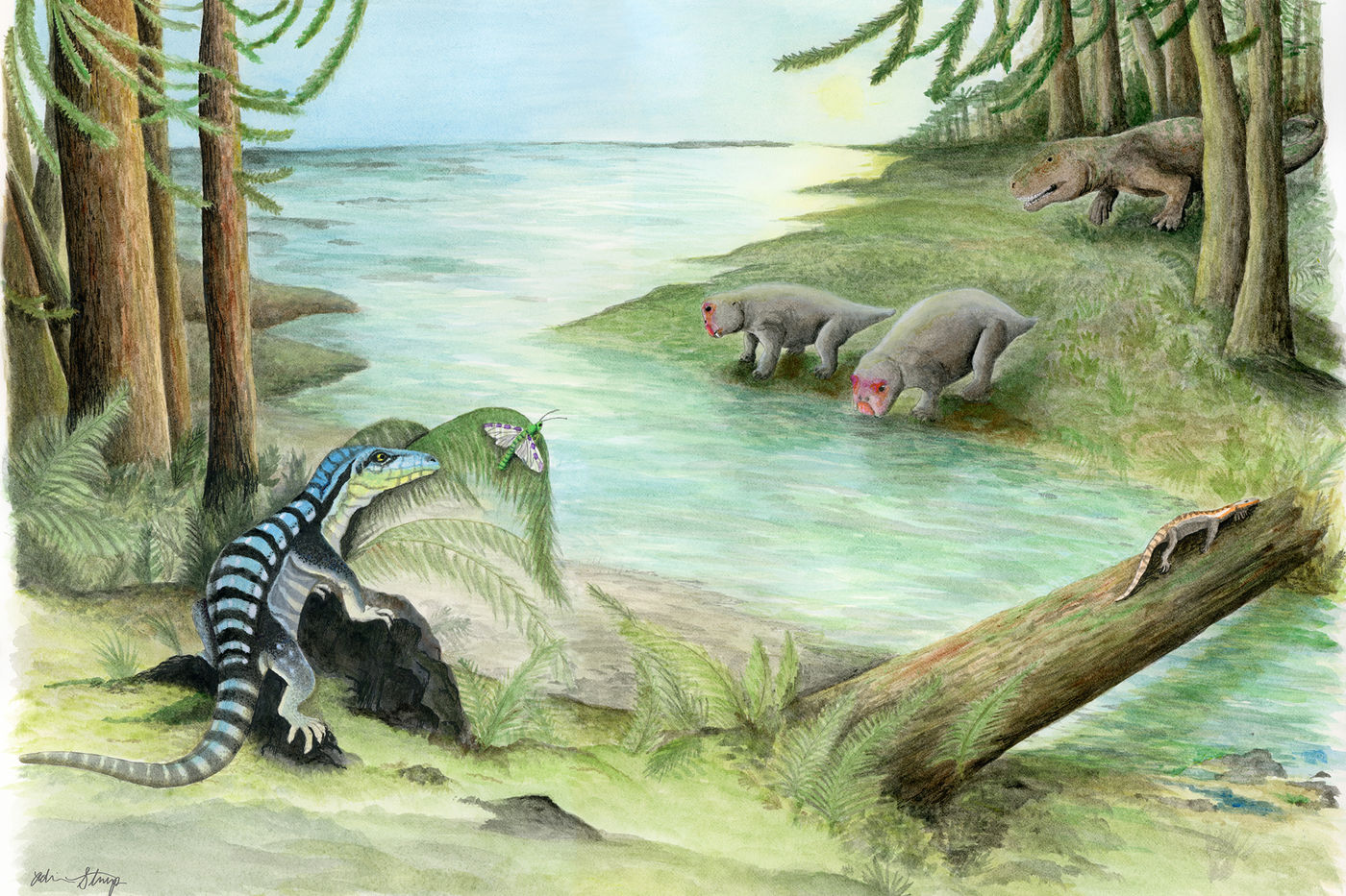 fossils