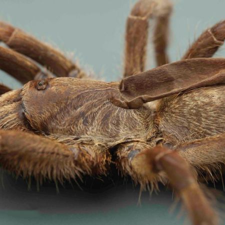 tarantula