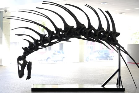 spined dinosaur