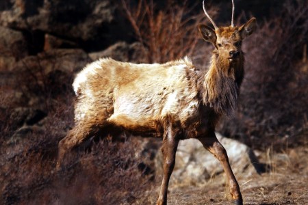 chronic wasting disease elk deer moose