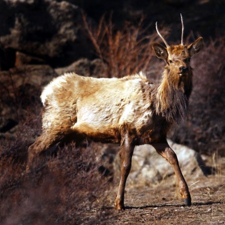 chronic wasting disease elk deer moose