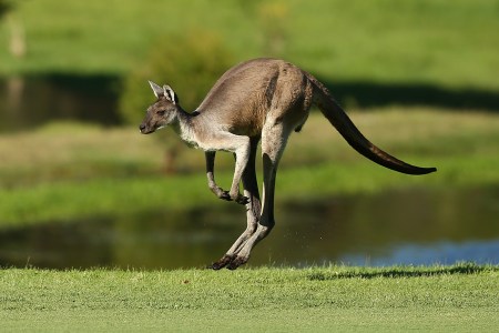 kangaroo