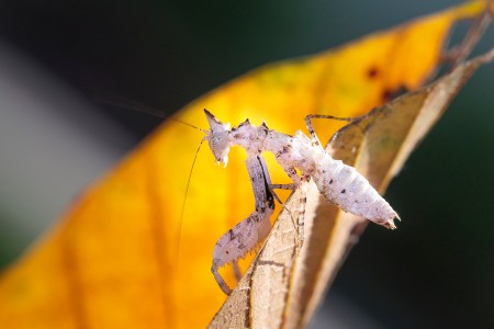 mantis