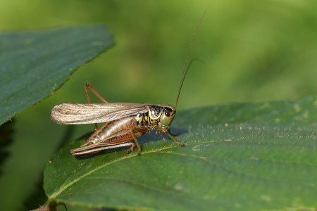 bugs