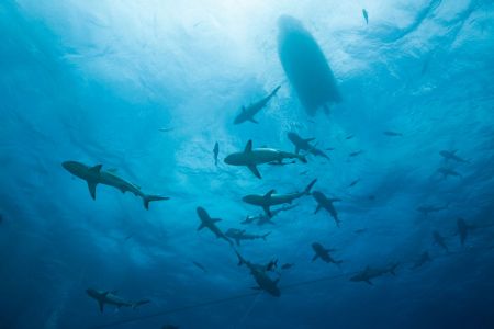 Grey Reef Shark during feeding frenzy, Carcharhinus amblyrhynchos, Osprey Reef, Coral Sea, Australia   (Photo by Reinhard Dirscherlullstein bild via Getty Images)