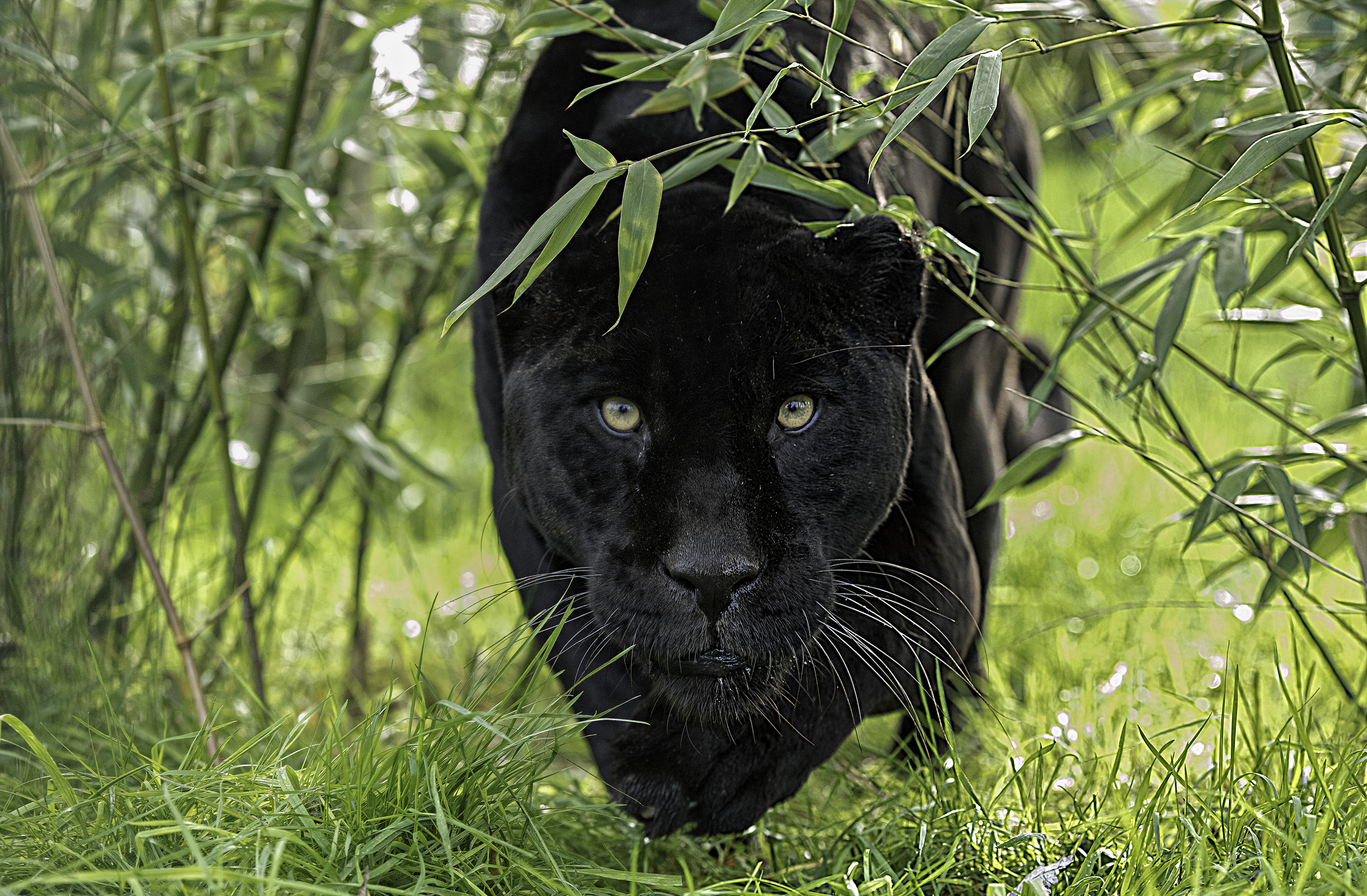 black panther