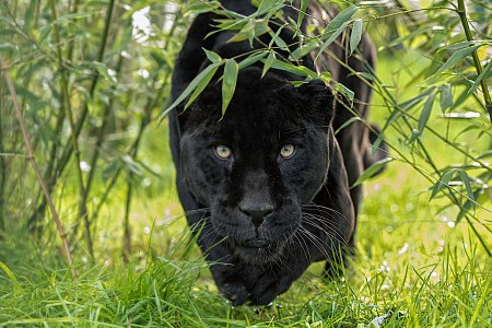 black panther