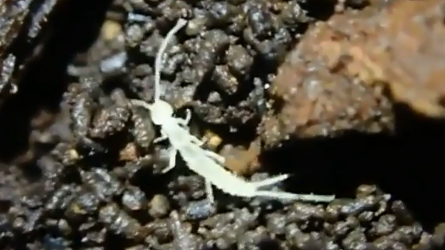 insect