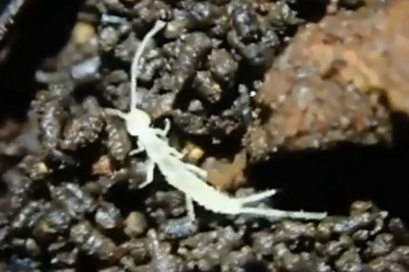 insect