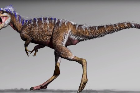 tyrannosaur