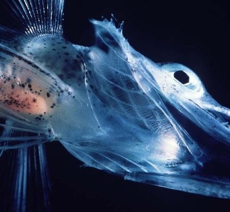 icefish