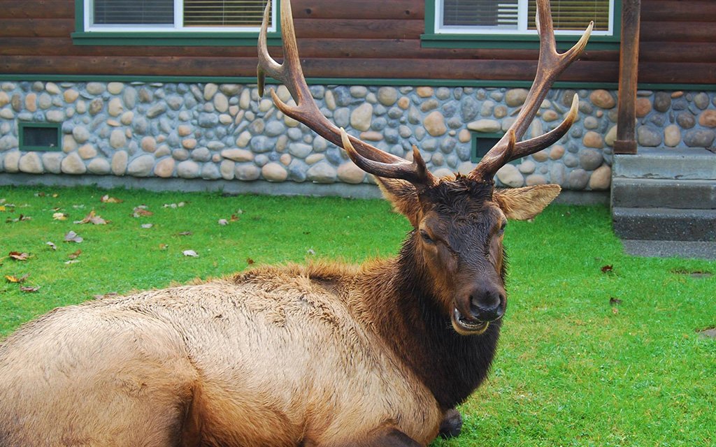 Elk Meadow Cabins