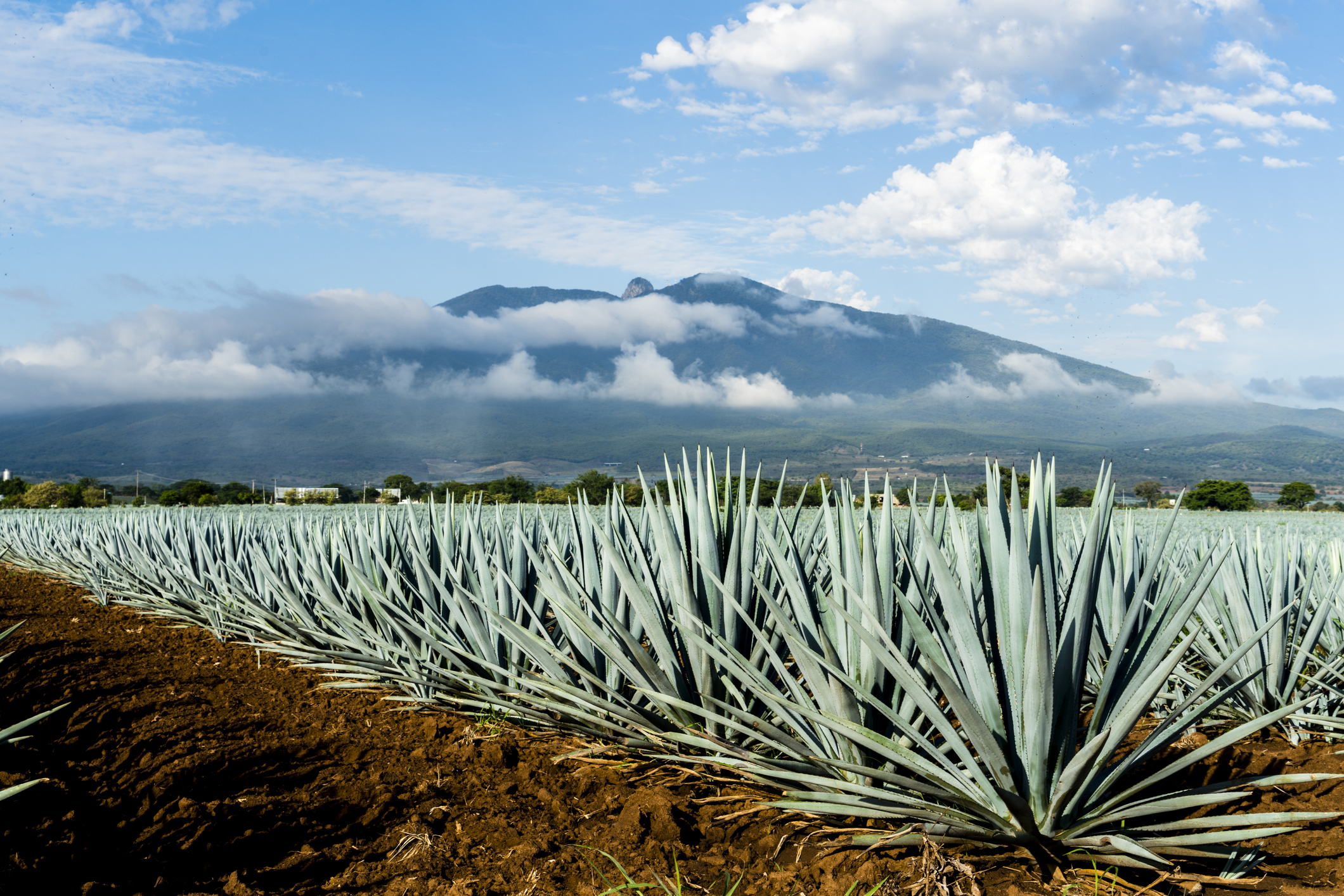 tequila