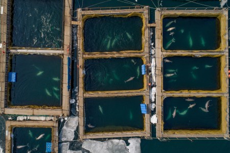 100 whales